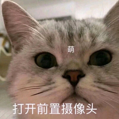 猫咪表情包