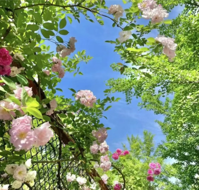 春日感背景图
图源网络