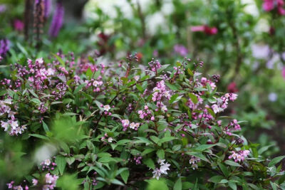 溲疏樱花
非常低矮，
只有40厘米左右，
粉色的小花非常可爱。
