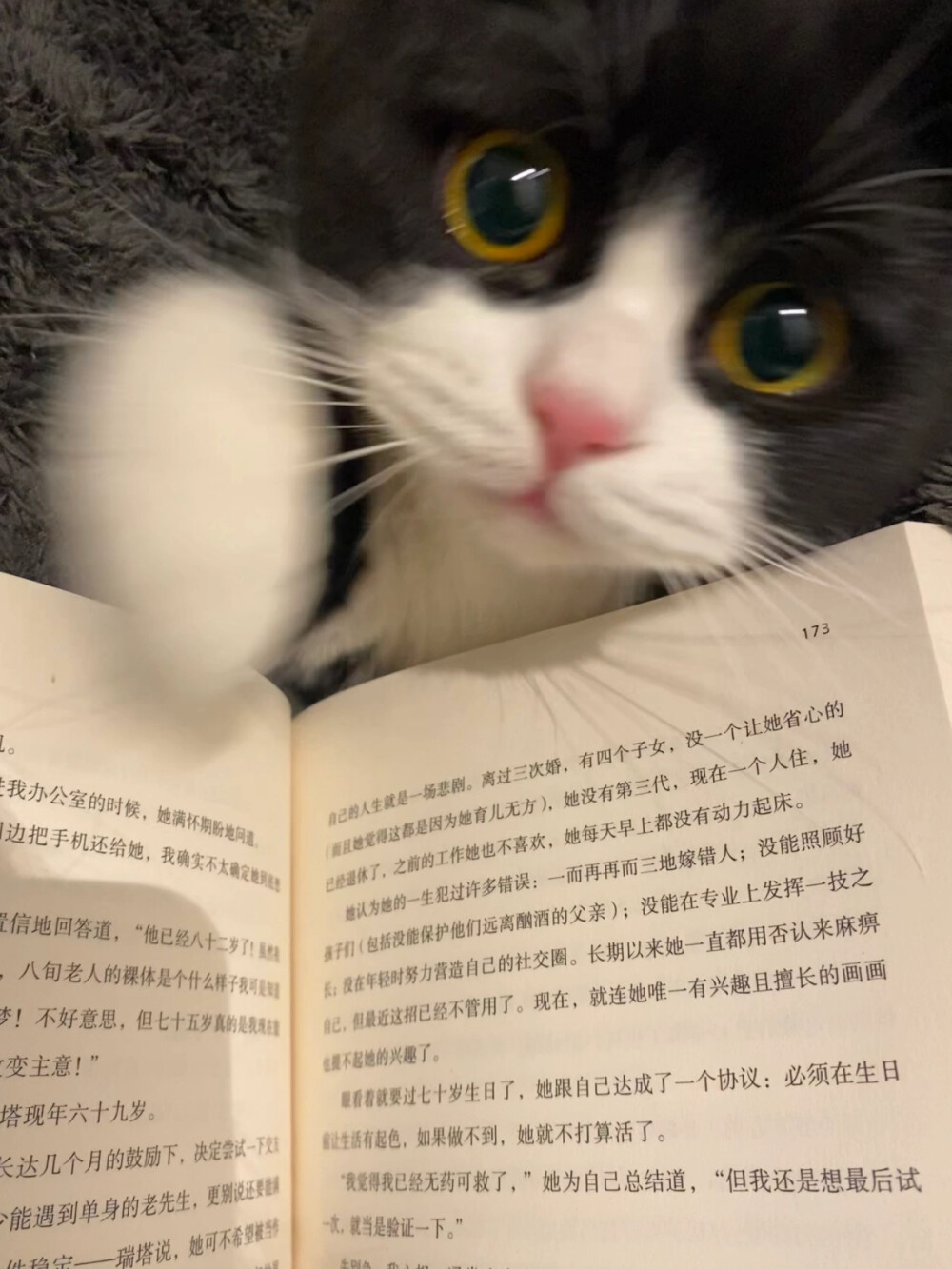 好多猫