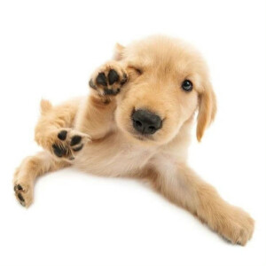 白底狗狗头像 - 高清图片,堆糖,美图壁纸兴趣社区