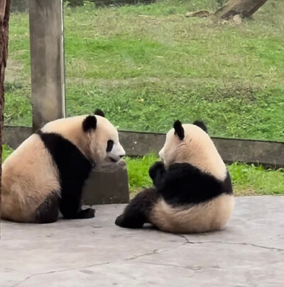 飞云 渝可渝爱 花花 莽小五 