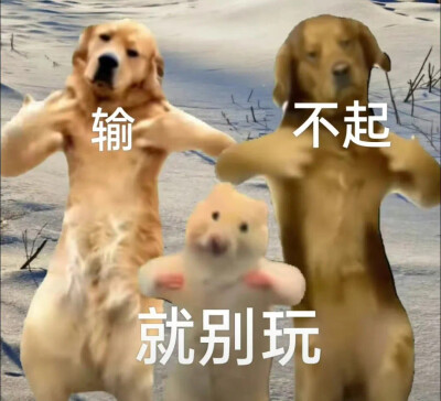 两狗一鼠：菜 就多练