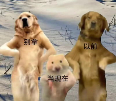 两狗一鼠：菜 就多练