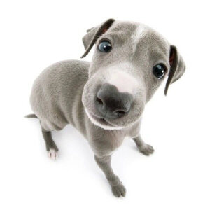 白底狗狗头像 - 高清图片,堆糖,美图壁纸兴趣社区