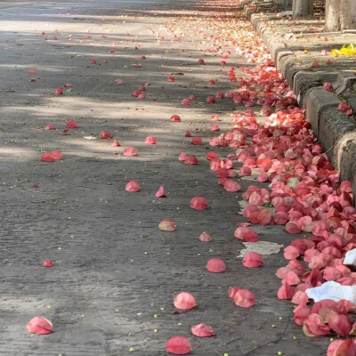 小众背景图║花朵的氛围感