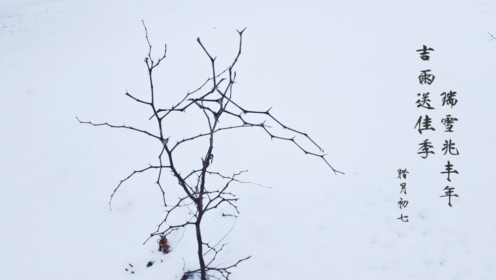 白雪中矗立的枯树。雪后初晴，一棵孤独的树在白雪中矗立，仿佛是大自然的画家用最纯净的白色描绘出的杰作。这棵光秃秃的树，没有其他植物的陪伴，却用它坚韧的身姿，诉说着生命的力量。在这片纯净的世界里，一切都显得那么简单，那么清新。它让我感受到了大自然的神奇和美丽，也让我对生活充满了期待和希望。