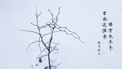 白雪中矗立的枯树。雪后初晴，一棵孤独的树在白雪中矗立，仿佛是大自然的画家用最纯净的白色描绘出的杰作。这棵光秃秃的树，没有其他植物的陪伴，却用它坚韧的身姿，诉说着生命的力量。在这片纯净的世界里，一切都显…