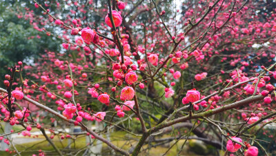 2月8日，随着春节的逐渐临近，在江西吉安，各个公园的红色梅花迎风绽放，树上挂满了红彤彤的花骨朵，娇艳迷人，为新春的到来增添了喜庆热闹的氛围。