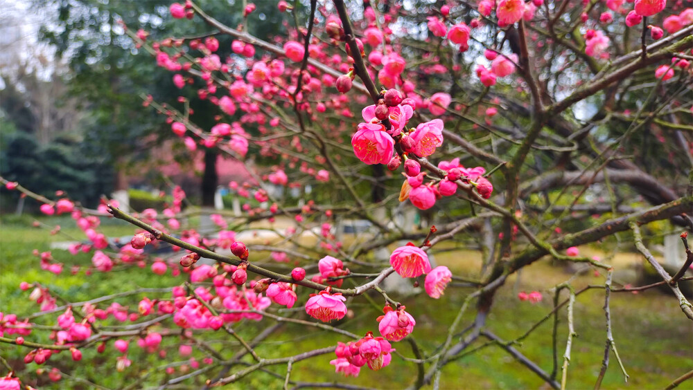 2月8日，随着春节的逐渐临近，在江西吉安，各个公园的红色梅花迎风绽放，树上挂满了红彤彤的花骨朵，娇艳迷人，为新春的到来增添了喜庆热闹的氛围。