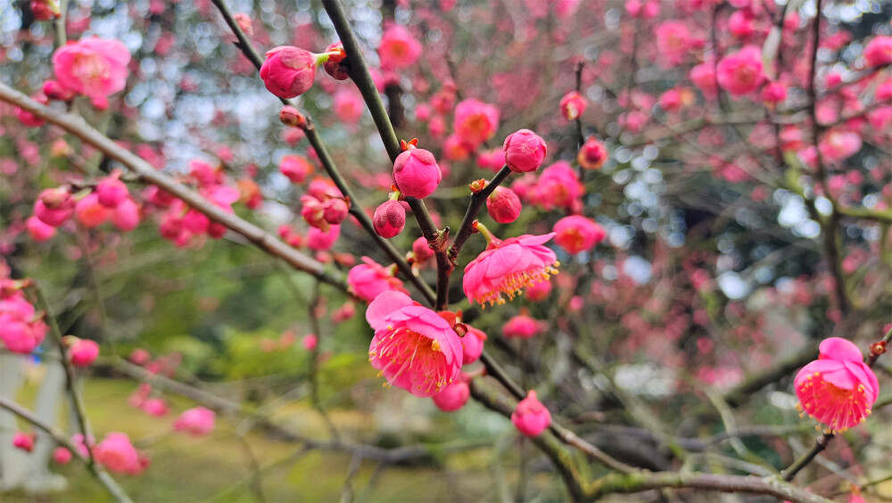 2月8日，随着春节的逐渐临近，在江西吉安，各个公园的红色梅花迎风绽放，树上挂满了红彤彤的花骨朵，娇艳迷人，为新春的到来增添了喜庆热闹的氛围。