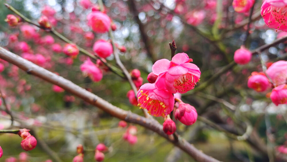 2月8日，随着春节的逐渐临近，在江西吉安，各个公园的红色梅花迎风绽放，树上挂满了红彤彤的花骨朵，娇艳迷人，为新春的到来增添了喜庆热闹的氛围。