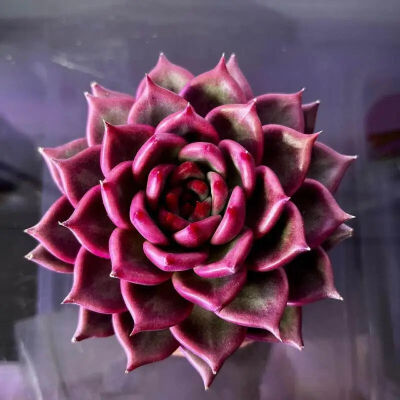  Echeveria 'Kusu'