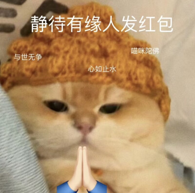 猫咪表情包