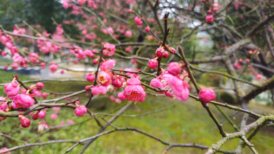 2月8日，随着春节的逐渐临近，在江西吉安，各个公园的红色梅花迎风绽放，树上挂满了红彤彤的花骨朵，娇艳迷人，为新春的到来增添了喜庆热闹的氛围。