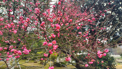 2月8日，随着春节的逐渐临近，在江西吉安，各个公园的红色梅花迎风绽放，树上挂满了红彤彤的花骨朵，娇艳迷人，为新春的到来增添了喜庆热闹的氛围。