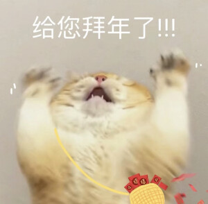 猫咪表情包