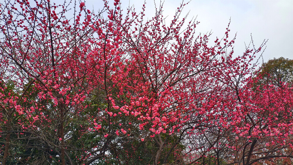 2月8日，随着春节的逐渐临近，在江西吉安，各个公园的红色梅花迎风绽放，树上挂满了红彤彤的花骨朵，娇艳迷人，为新春的到来增添了喜庆热闹的氛围。