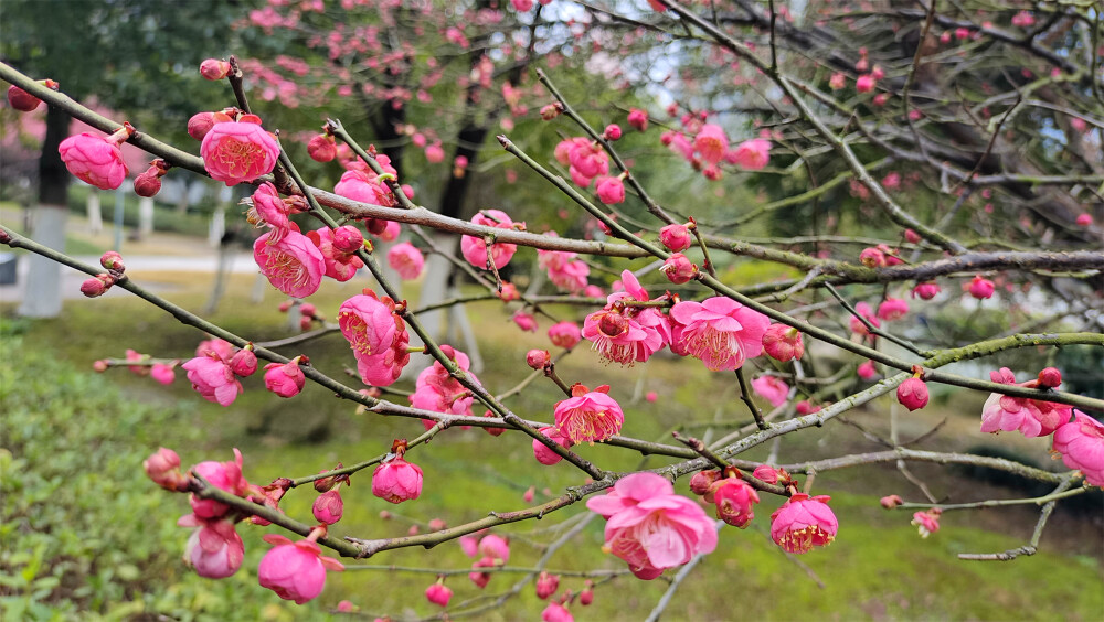 2月8日，随着春节的逐渐临近，在江西吉安，各个公园的红色梅花迎风绽放，树上挂满了红彤彤的花骨朵，娇艳迷人，为新春的到来增添了喜庆热闹的氛围。