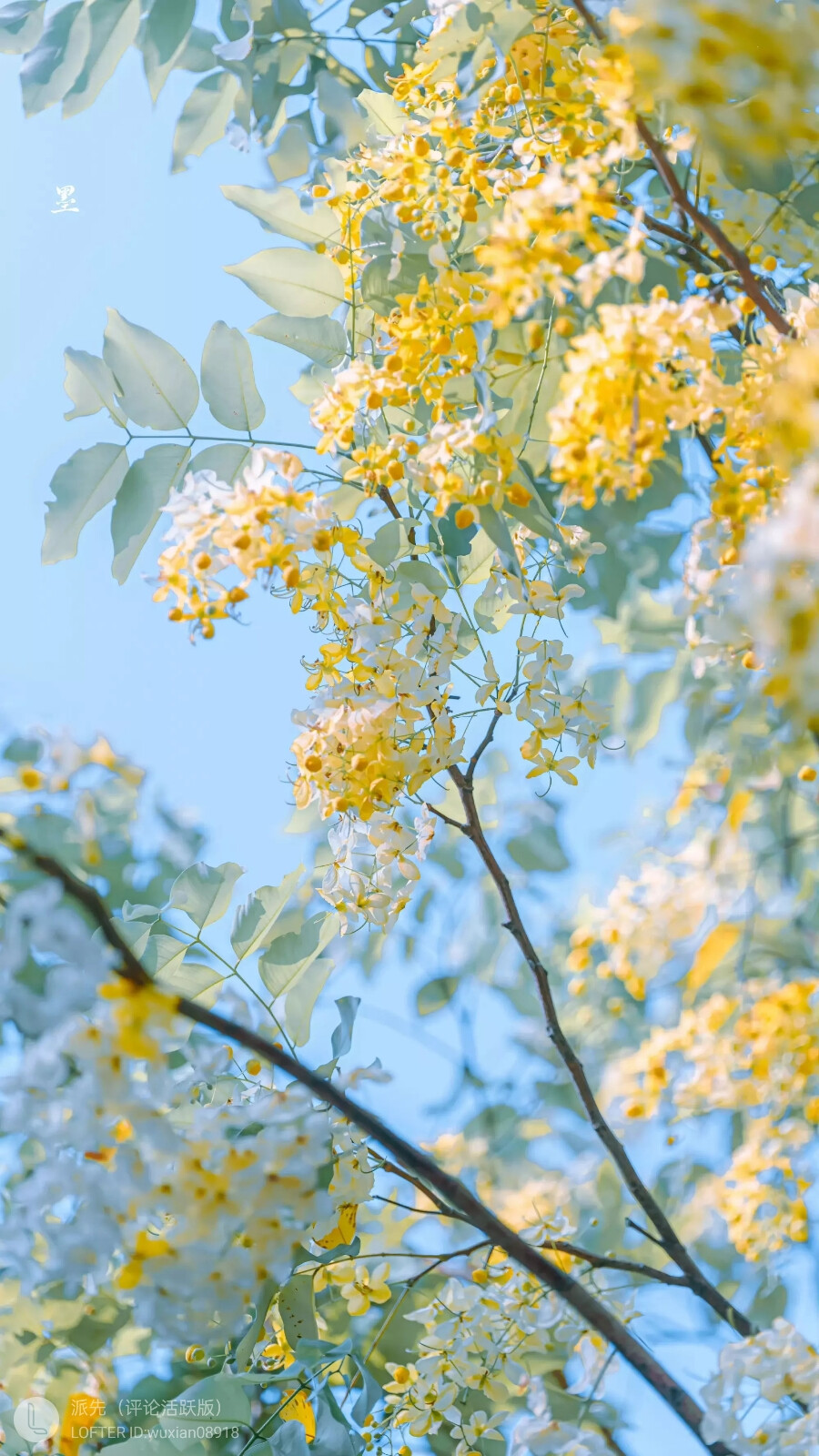 摄影 壁纸 花