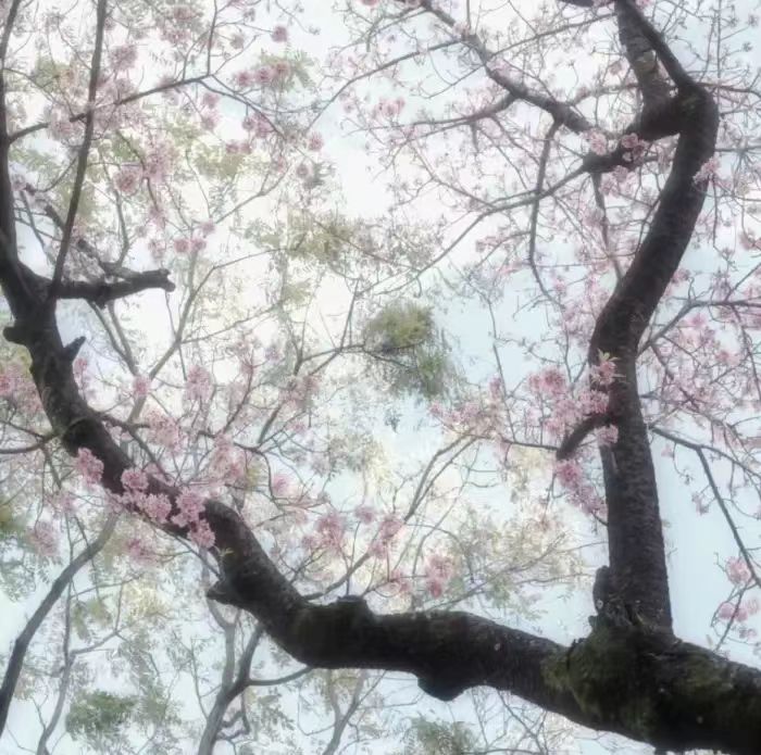 梨花诗下的雨 不会停