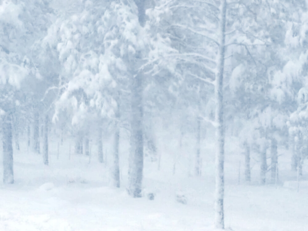 
初落雪 凛冬寒 眼冰薄