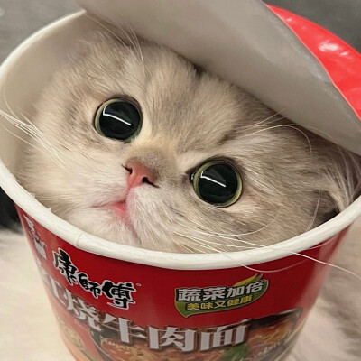 猫猫情头