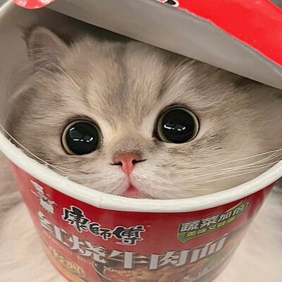 猫猫情头