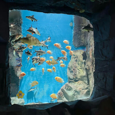 溺水魚