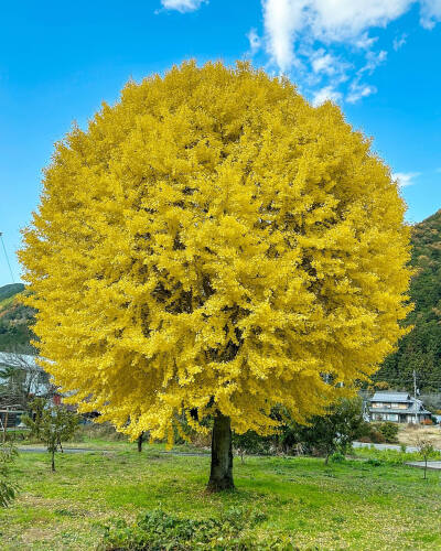  まん丸ちゃん でっかい団扇が地面に突き刺さって立ってるみたい 銀杏 银杏 