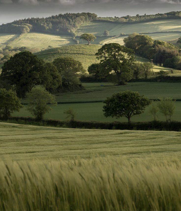 英国 德文郡 中德文区 Lone tree. shades Rolling hills of Mid Devon 摄影师 flickr simon ward