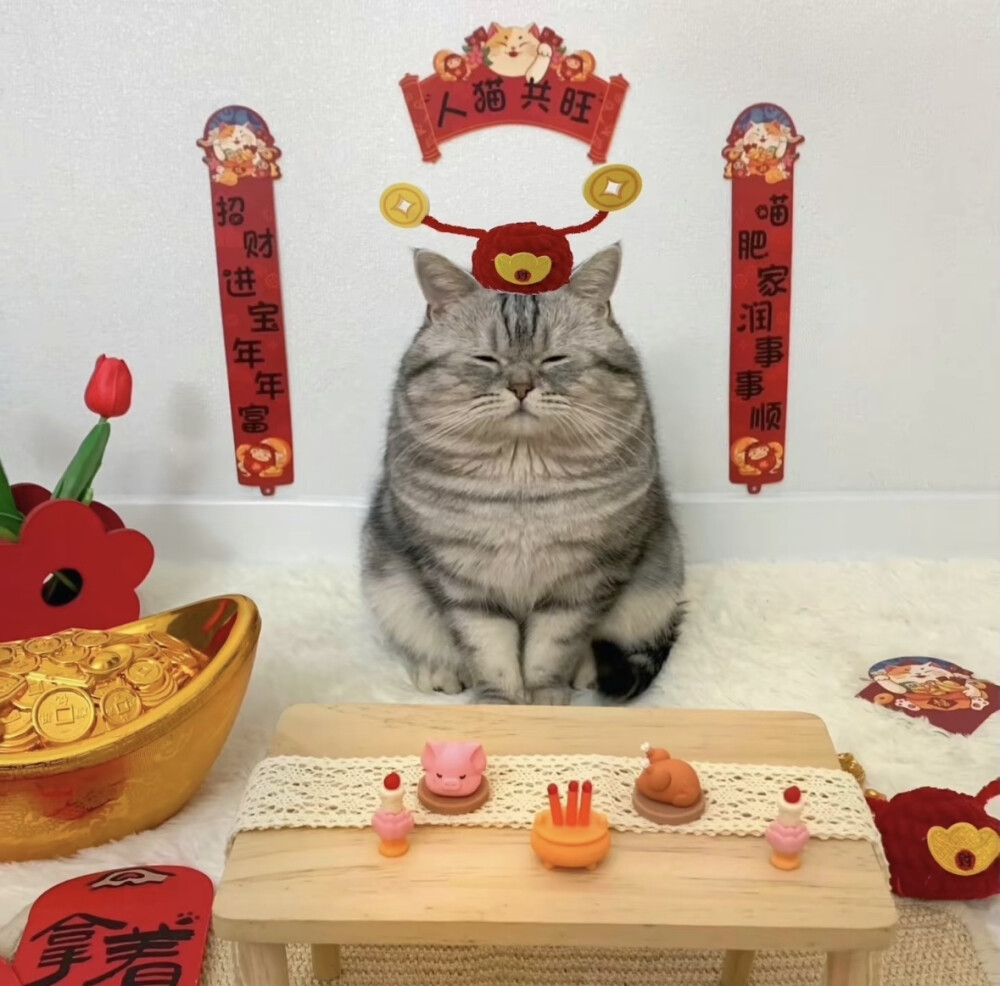 可爱猫桑