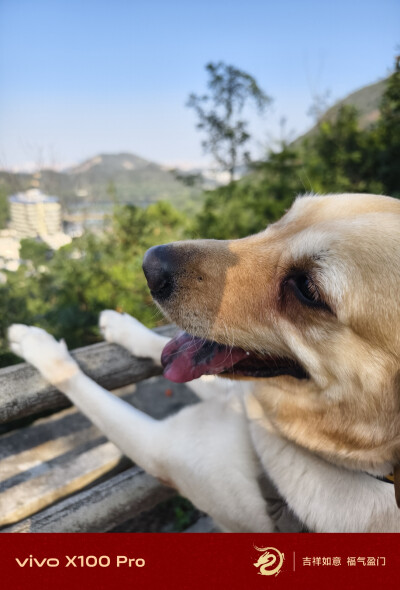 带狗子爬山