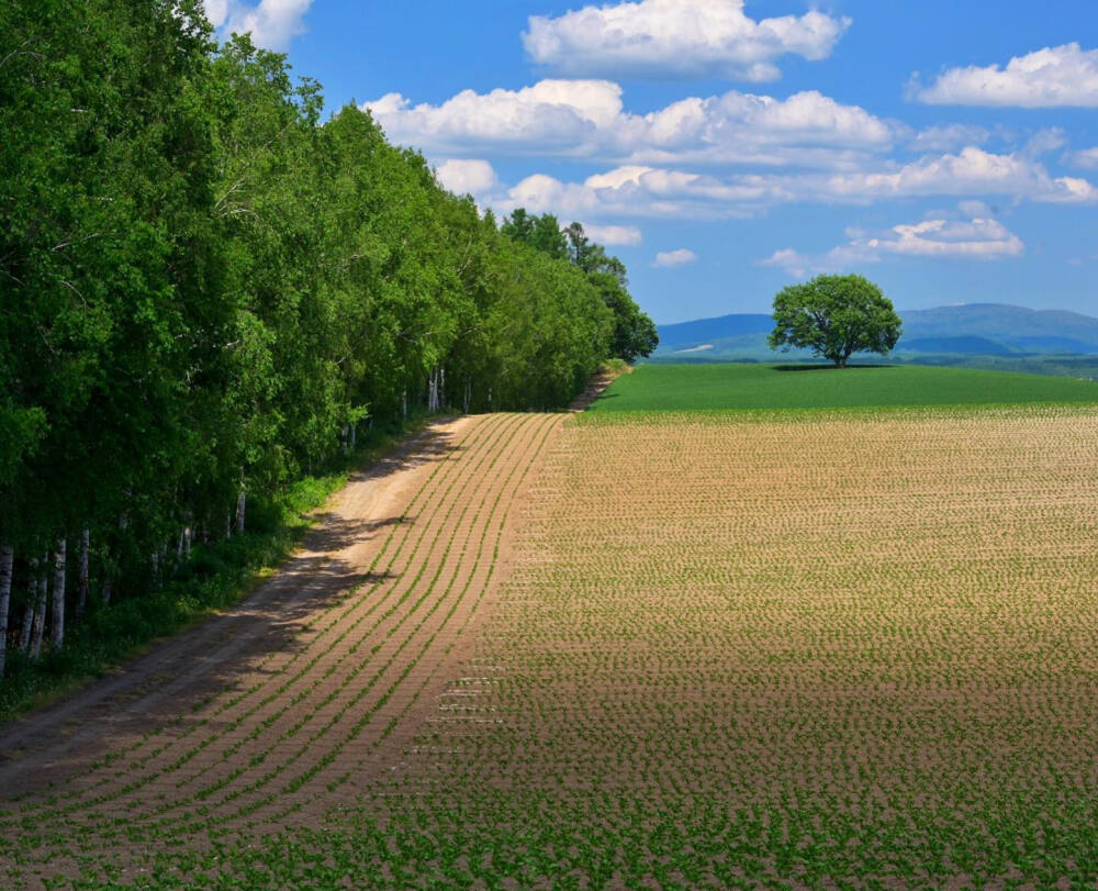 日本 北海道 美瑛