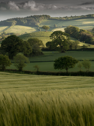 英国 德文郡 中德文区 Lone tree. shades Rolling hills of Mid Devon 摄影师 flickr simon ward