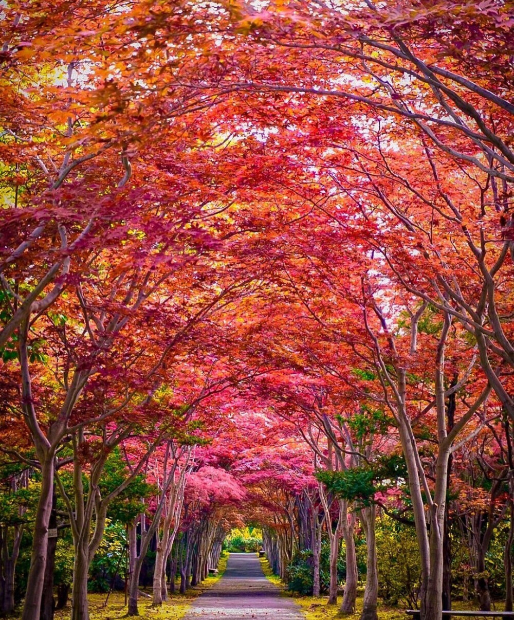 日本 北海道 札幌 平岡樹芸センター 