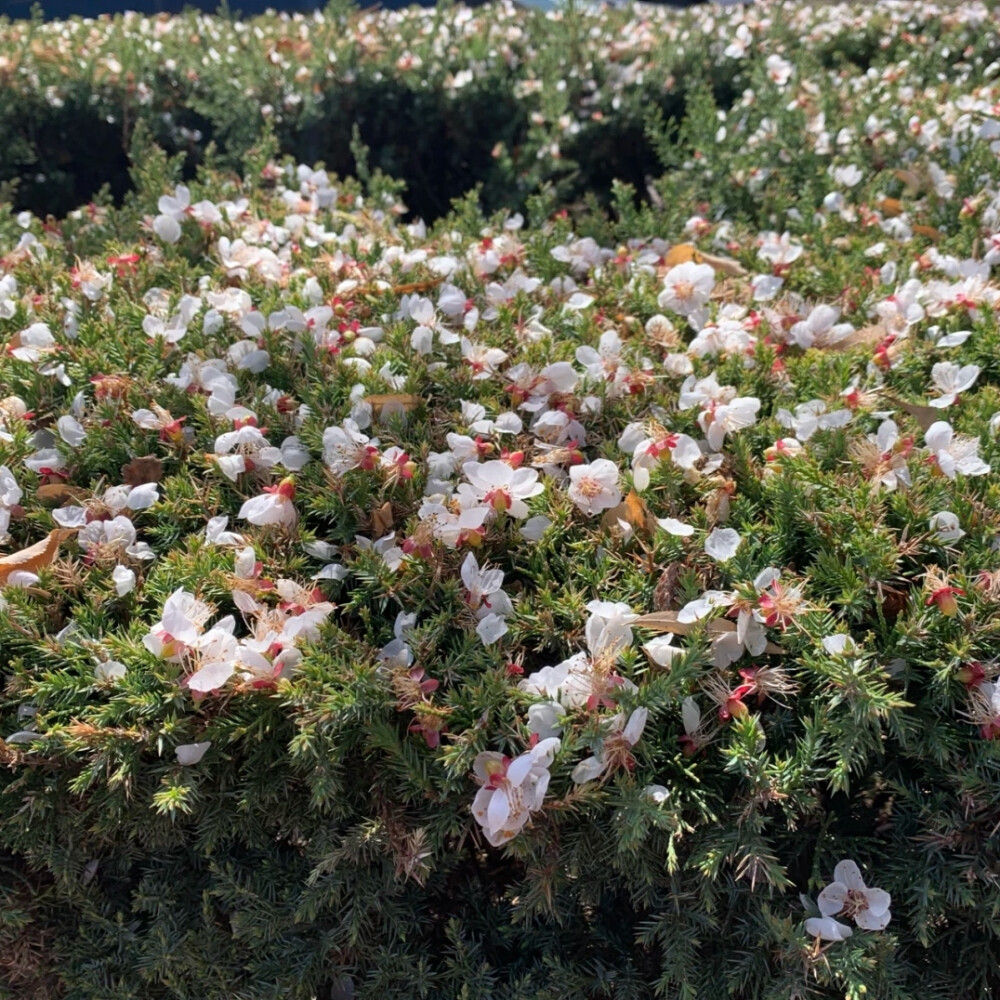 落花背景图