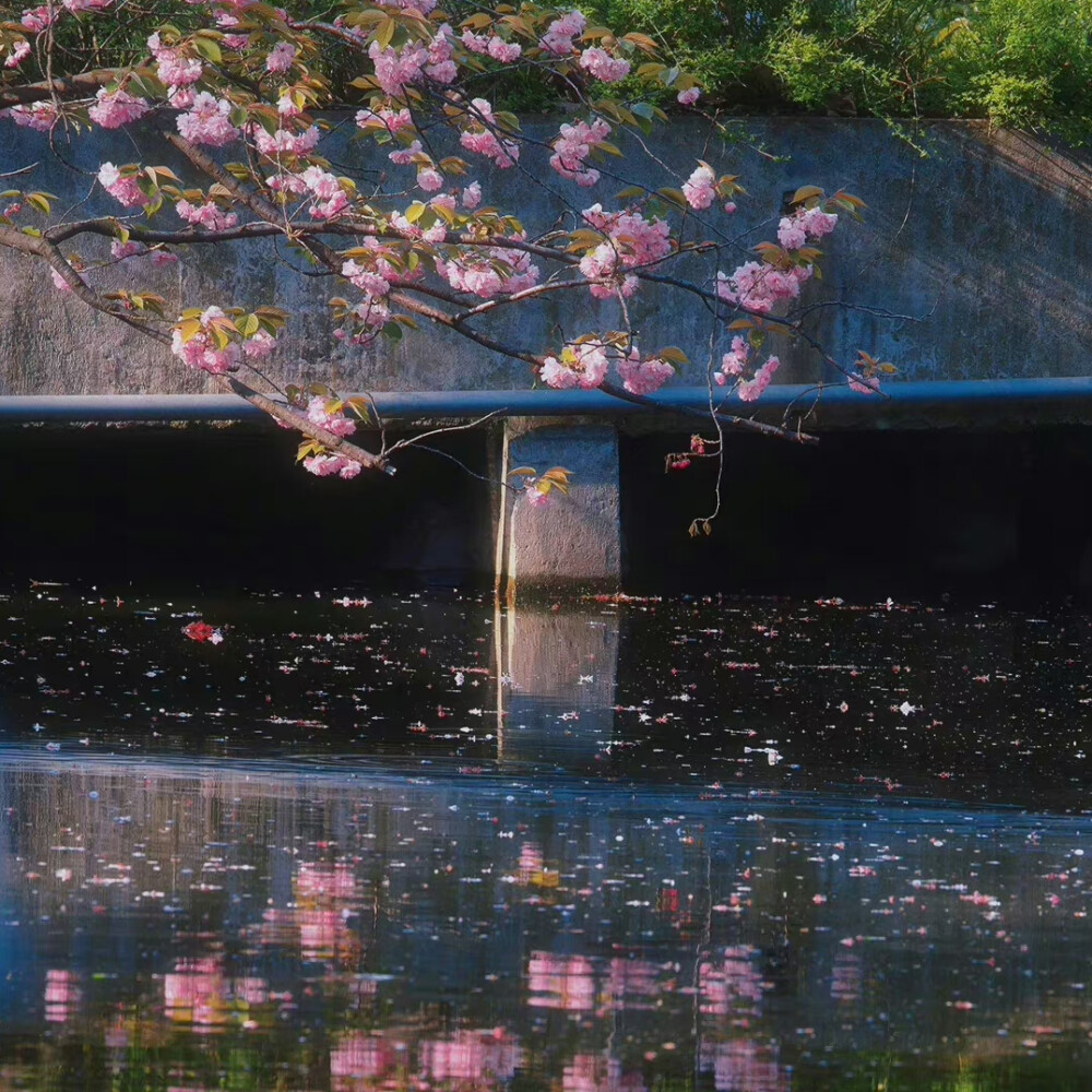 落花背景图