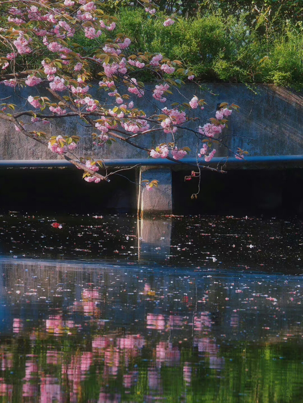 落花背景图