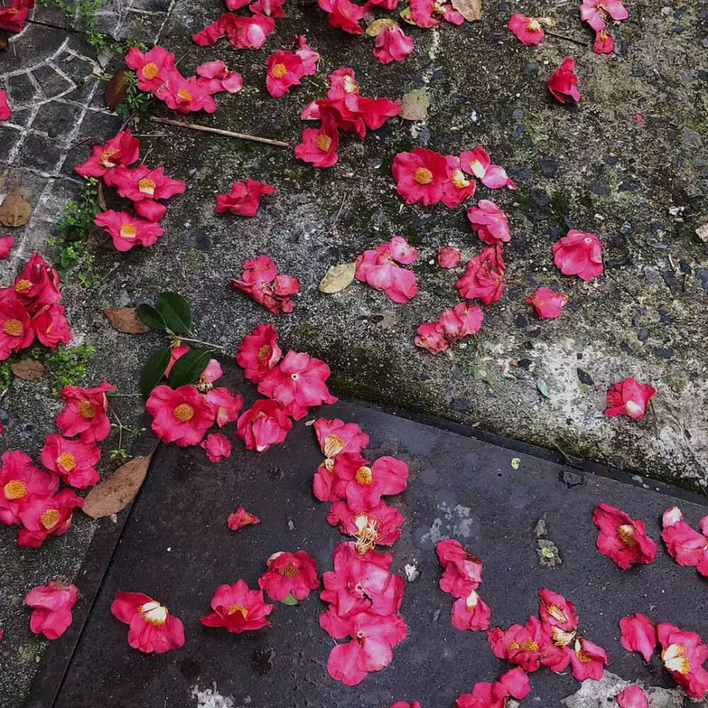 落花背景图