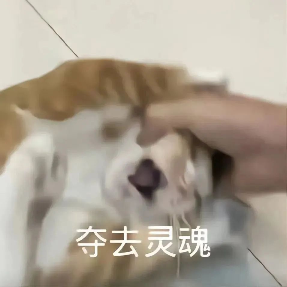 必备表情包