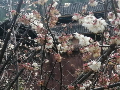 “世间情动，不过盛夏白瓷梅子汤，碎冰碰壁当啷响。世间情劫，不过三九黑瓦黄连鲜，糖心落低苦作言。”