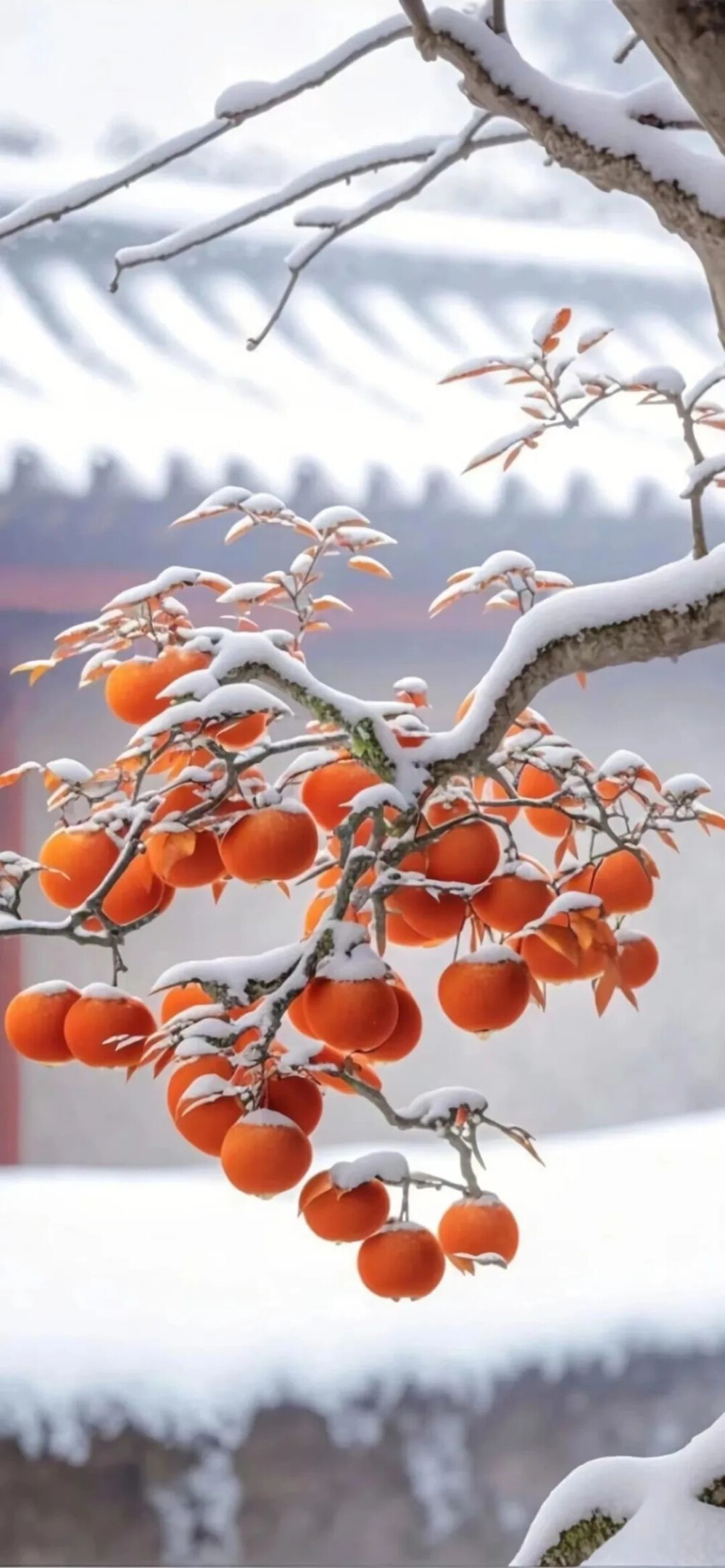 风景壁纸