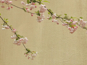 「一路繁花」