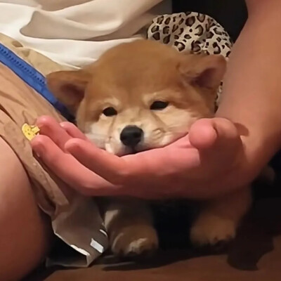 奇奇怪怪可可爱爱得头像