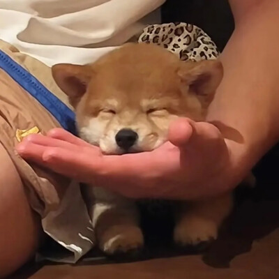 奇奇怪怪可可爱爱得头像