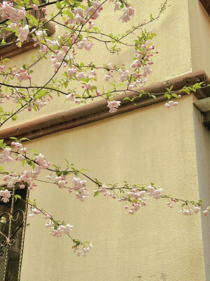 「一路繁花」