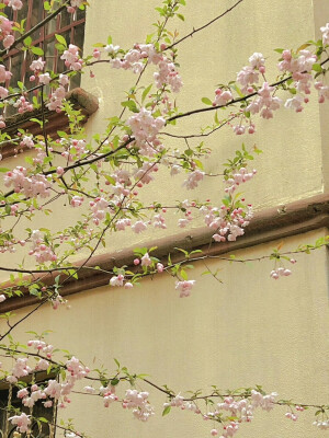 「一路繁花」