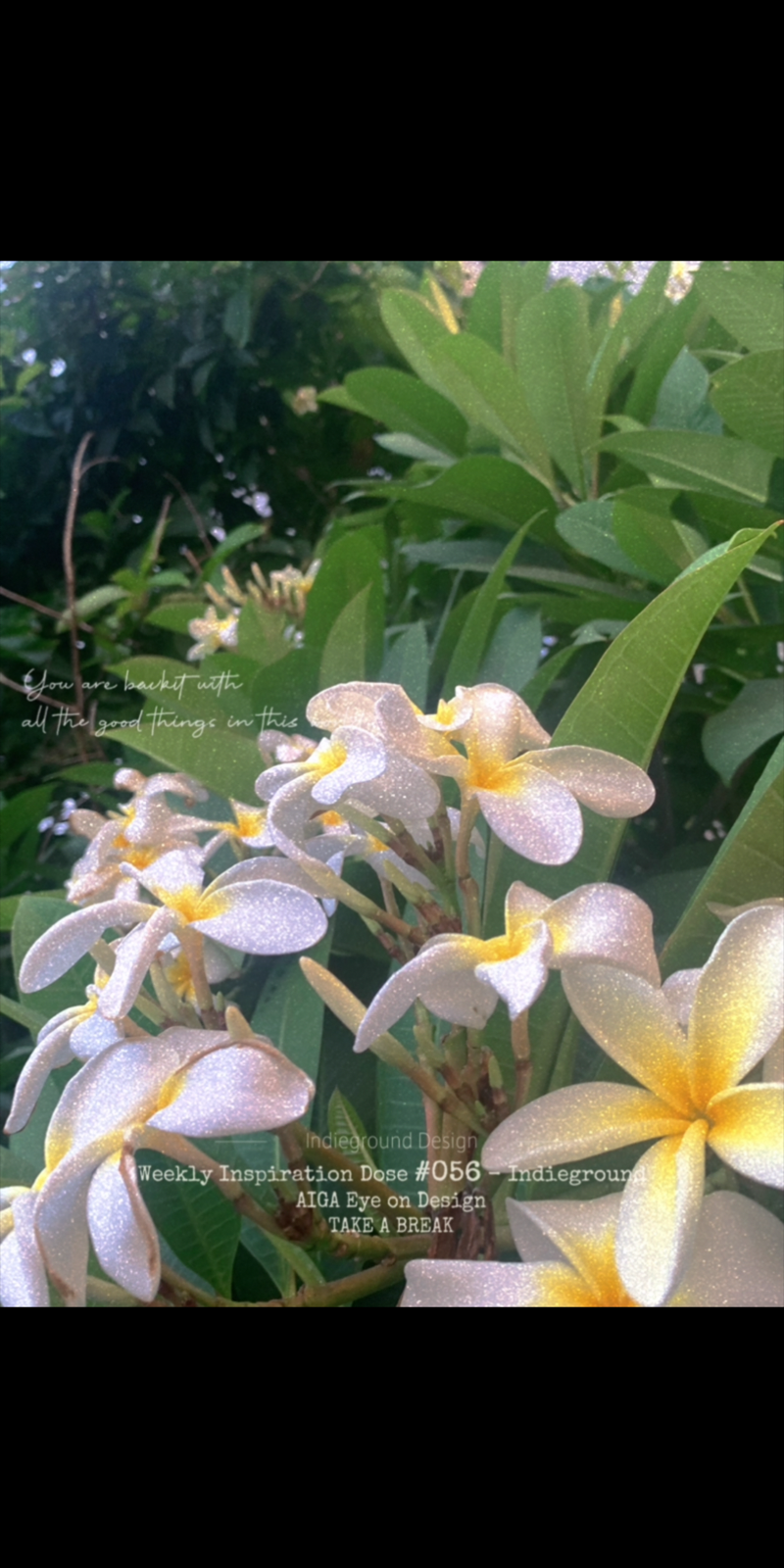 有鸡蛋花开的夏天才完整