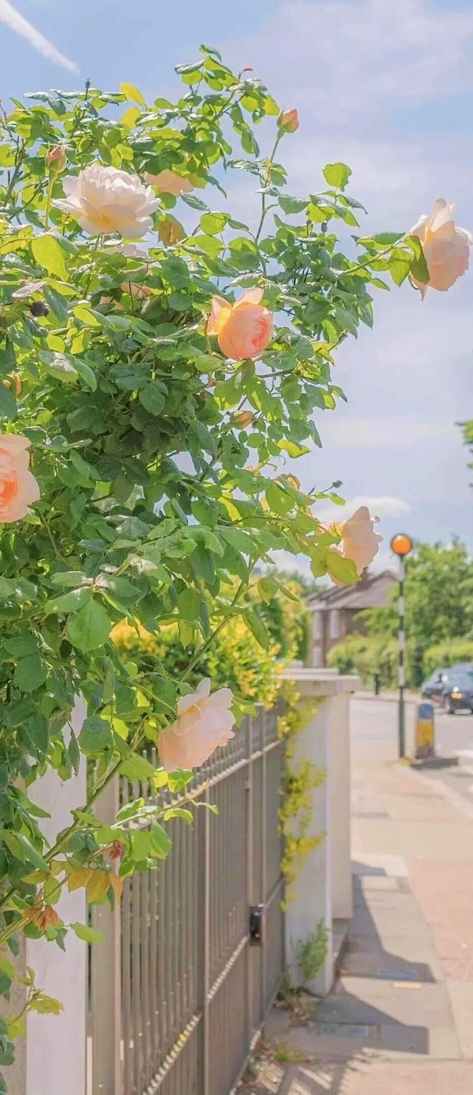 是好看的壁纸呀~